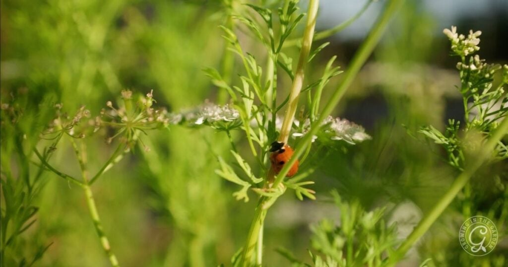 A ladybug crawls on green cilantro plants with small white flowers in the bright sunlight of a hot climate summer garden.