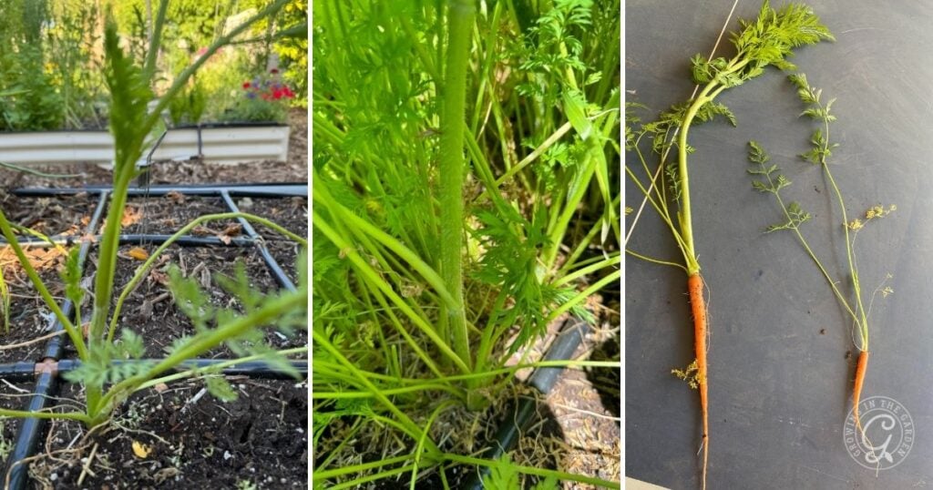 Three panels show carrot plants in a garden bed, a close-up of bolting carrots with leafy tops, and two harvested carrots with stems on a dark surface.