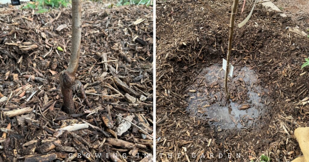 How to Plant Deciduous Fruit Trees