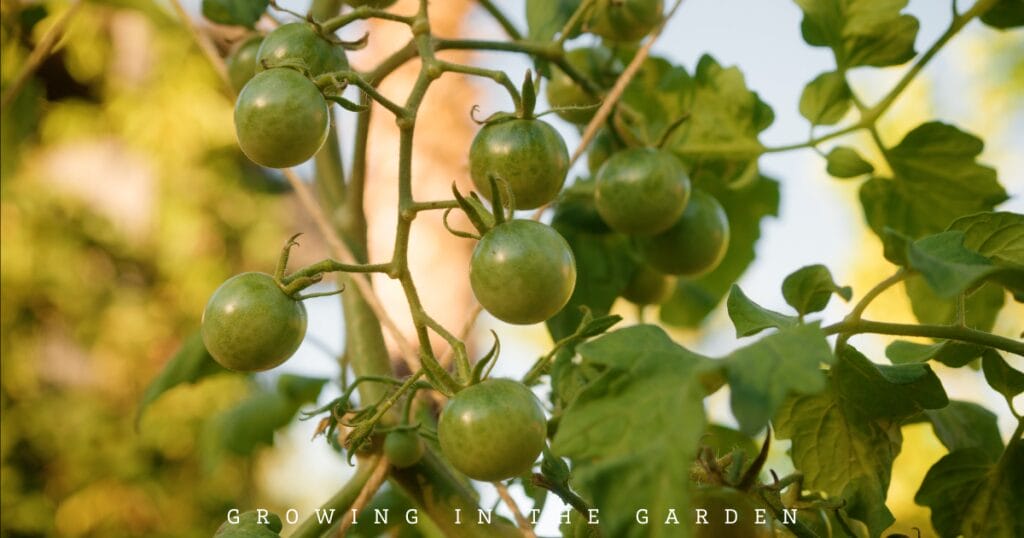 10 New Gardener Mistakes: What To Do Instead