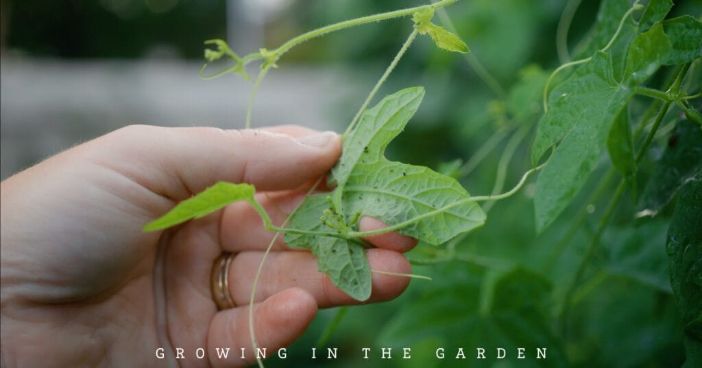 10 New Gardener Mistakes: What To Do Instead