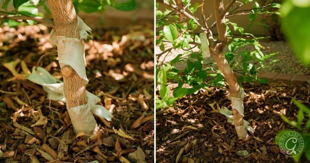 A hose releases water onto soil covered with dry leaves and mulch, helping prepare the ground for when to fertilize citrus and promote healthy growth.