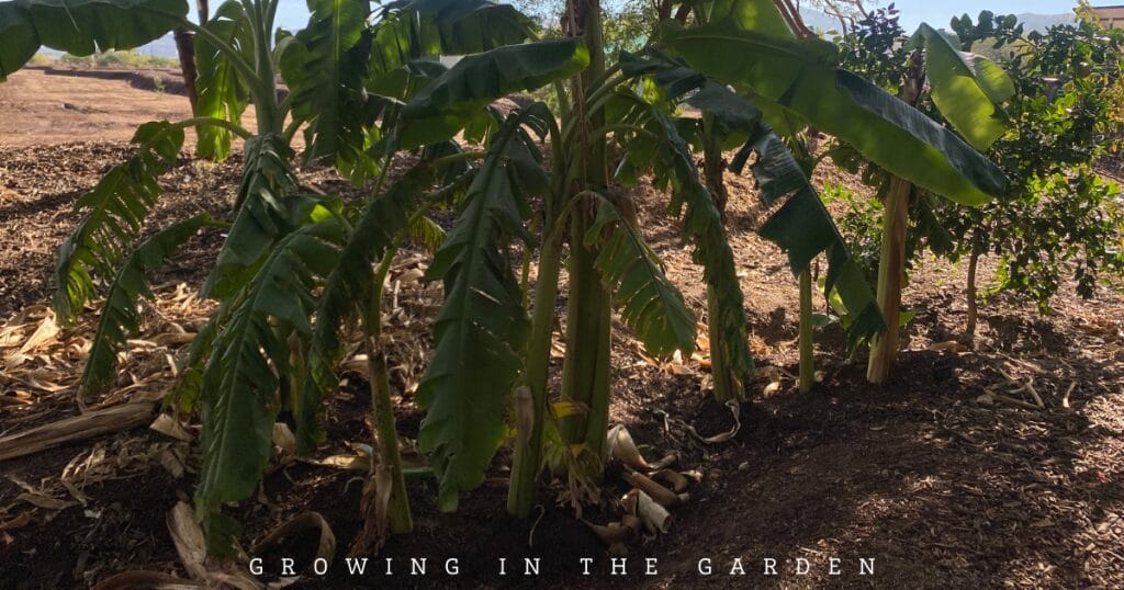 Growing tropical fruit like these bananas may be a part of your vision and goals for your food forest