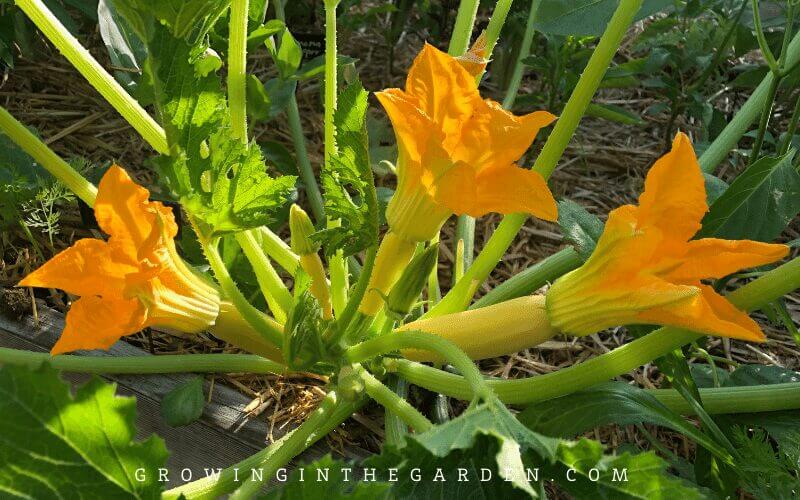 Tasks TO-DO in Your Garden EVERY DAY