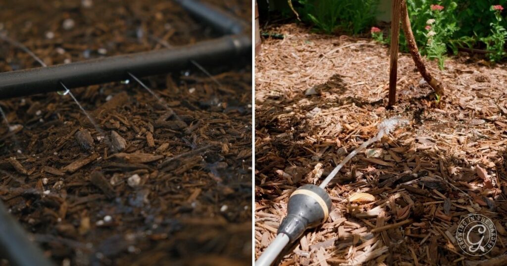 Close-up of garden soil: drip irrigation on the left and a hose watering mulch on the right—ideal techniques for high heat gardening and maintaining moisture during a heatwave.