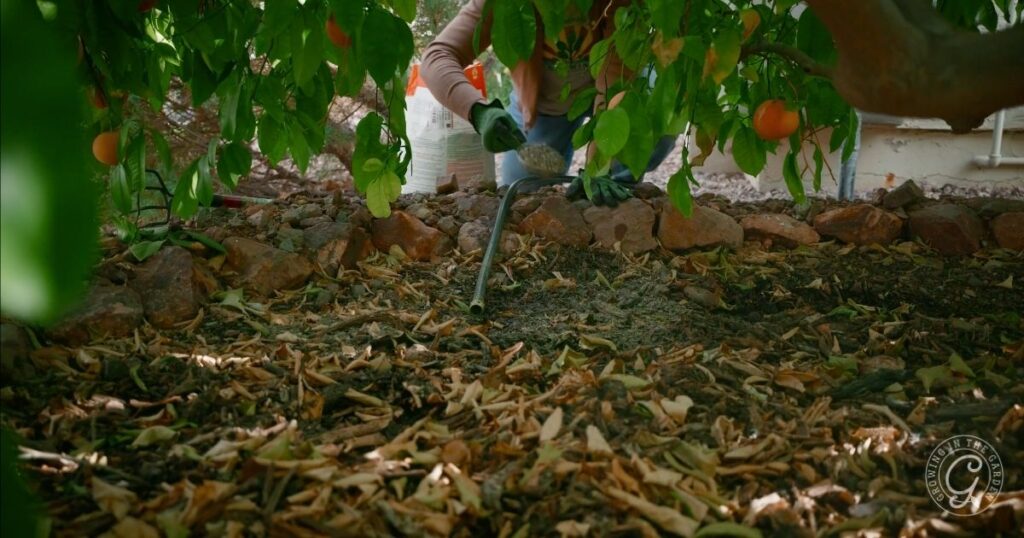 Person cleaning up dry leaves on the ground under a tree with a vacuum hose, surrounded by rocks and green foliage—an essential step before learning how to fertilize citrus trees.