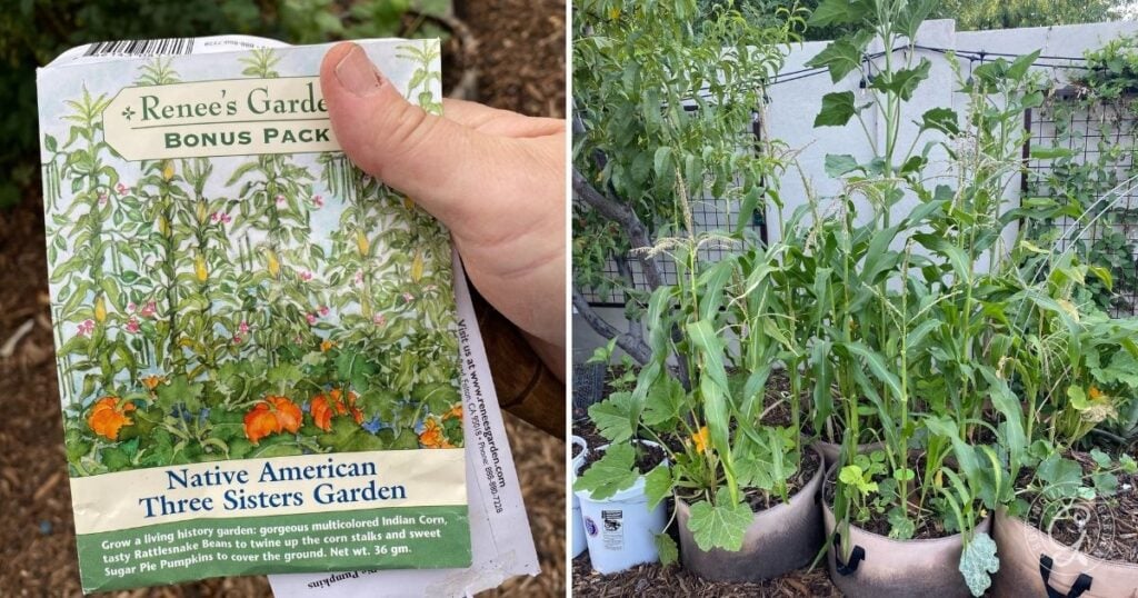 Three Sisters Grow Bag Garden