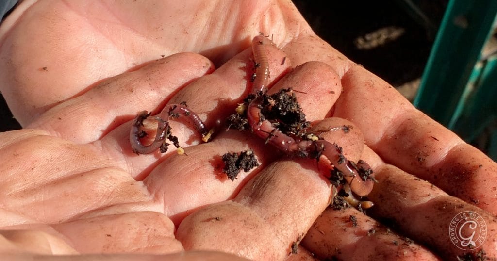 Why Add Worms to Your Garden: Benefits of Worm Castings