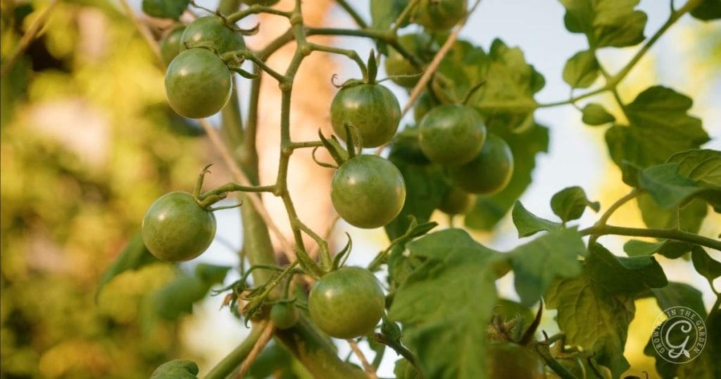 How to Plant Tomatoes: A Step-by-Step Guide
