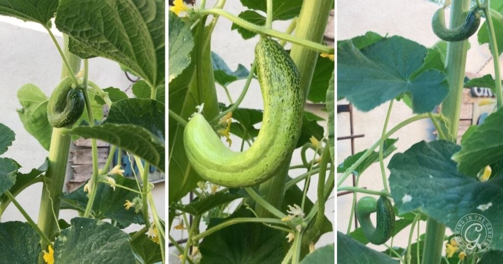 Cucumbers growing up a sunflower as a companion plant