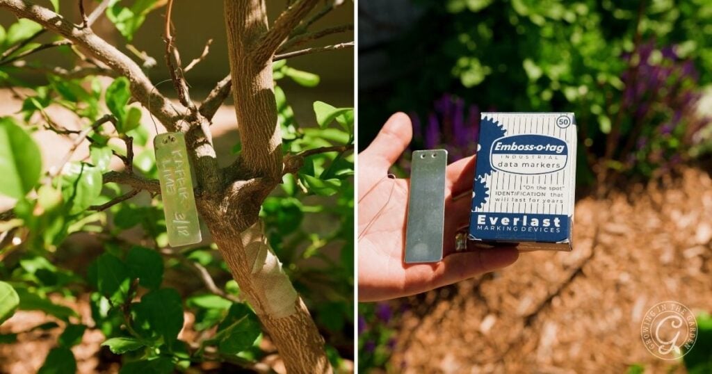 A person uses a vacuum-like tool to clear fallen leaves and debris from the ground beneath fruit trees in a garden.