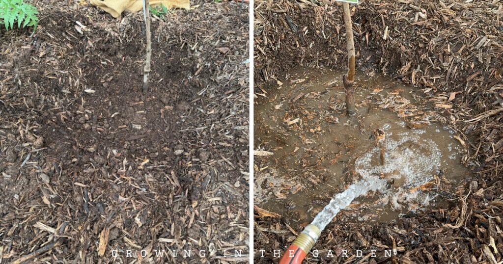 How to Plant Deciduous Fruit Trees