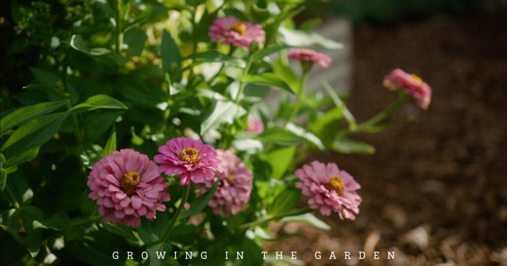 10 New Gardener Mistakes: What To Do Instead