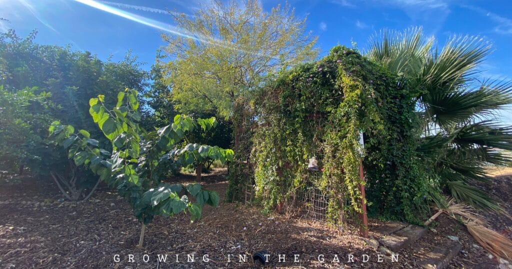 10 Practical Tips for Creating a Permaculture Food Forest