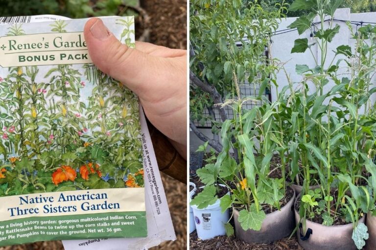 Three Sisters Grow Bag Garden featured image