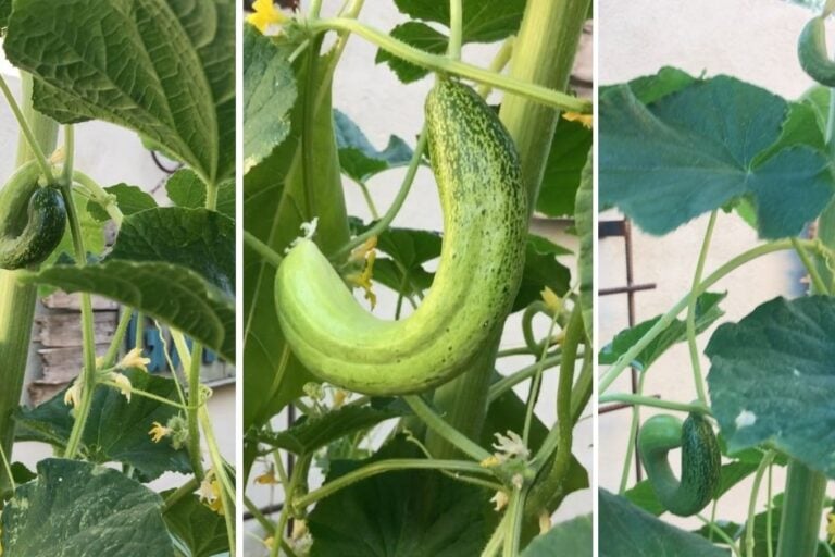 Cucumber Companion Plants: Enhance Growth and Repel Pests featured image