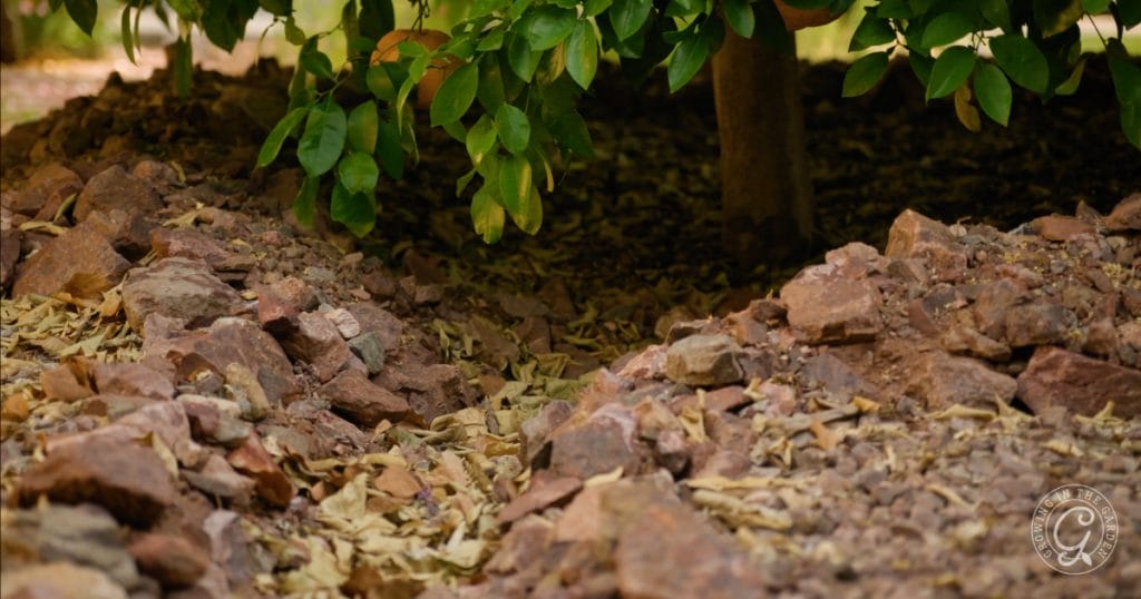 Depending on where you live, water can be an expensive part of gardening. Water in the early morning or late evening to reduce evaporation and save on your water bill. Learn other watering principles in this blog post. Learn how to harvest and channel rainwater.