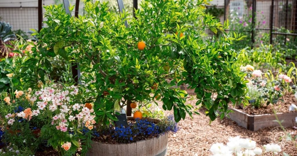 A small citrus tree with ripe oranges grows in a barrel planter, surrounded by flowers and other raised garden beds. Knowing how much to fertilize citrus helps keep this vibrant outdoor garden thriving.
