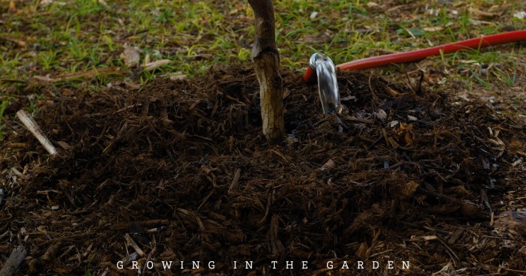 4-Step Permaculture Method for Feeding Fruit Trees