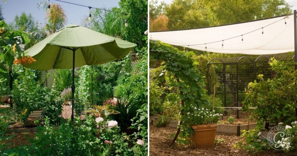 Two garden scenes: one with a green umbrella, the other with a white shade cloth over garden beds, show smart solutions for gardening during a heatwave.