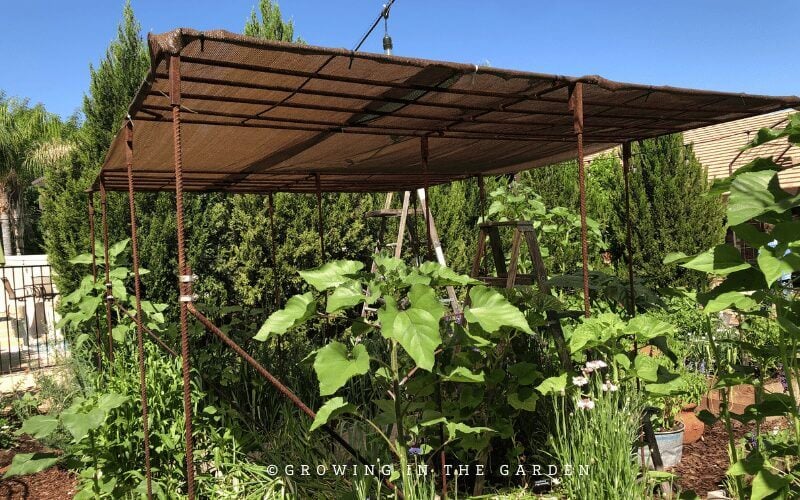 Here are some pictures I took from my previous gardens or other gardens that have added shade. You may get some ideas or inspiration to implement in your own garden.