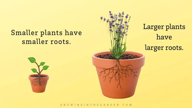 Guide to Container Gardening Sizes: Which Size Container Should I Use?