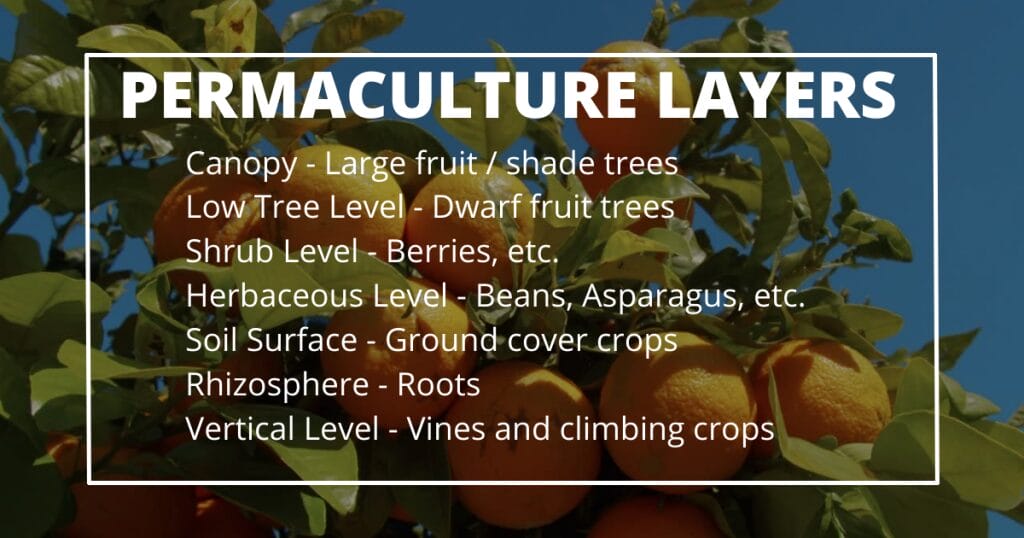 10 Practical Tips for Creating a Permaculture Food Forest