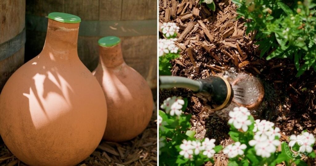 Two clay olla pots and a hose watering an olla in a garden bed with mulch and white flowers—an efficient method for high heat gardening or gardening during a heatwave.