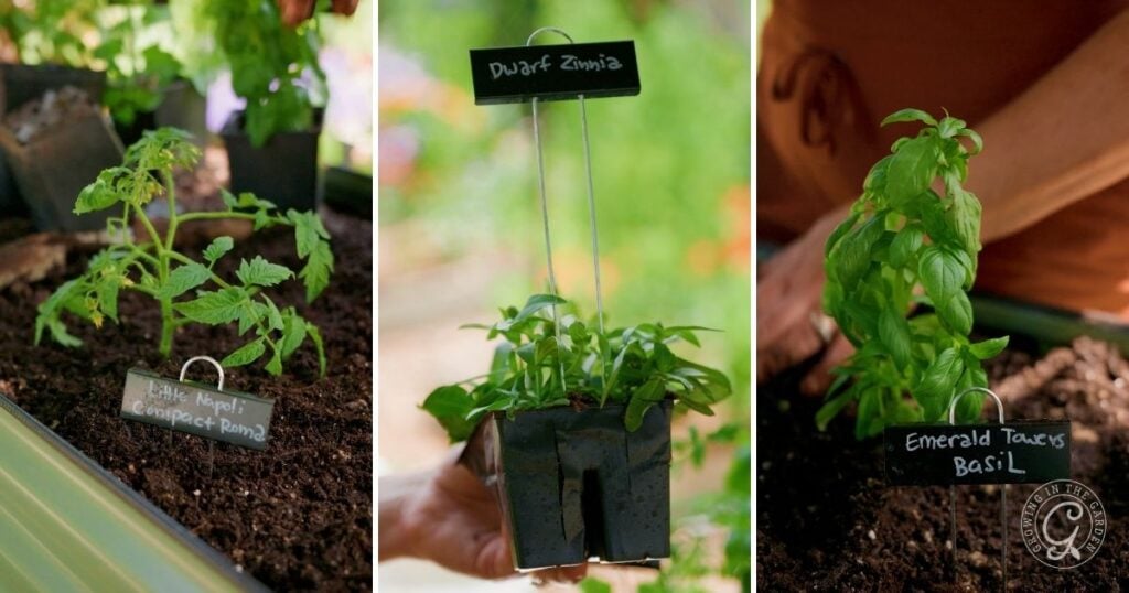 Three side-by-side photos show young herb and vegetable seedlings—Roma tomato, dwarf zinnia, and basil—each labeled with small signs, being planted in rich soil in an elevated garden bed. Perfect for gardening tips or maximizing small spaces.