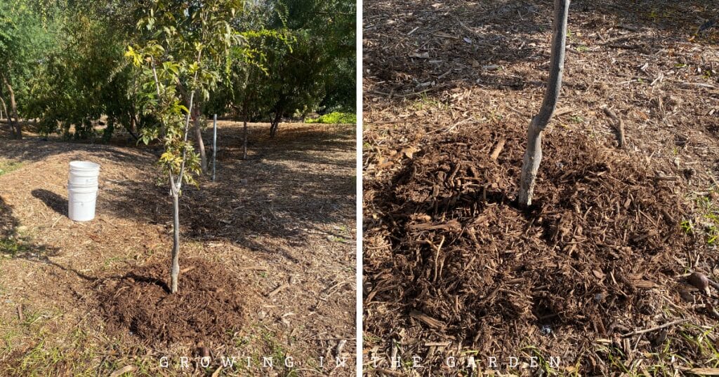 4-Step Permaculture Method for Feeding Fruit Trees