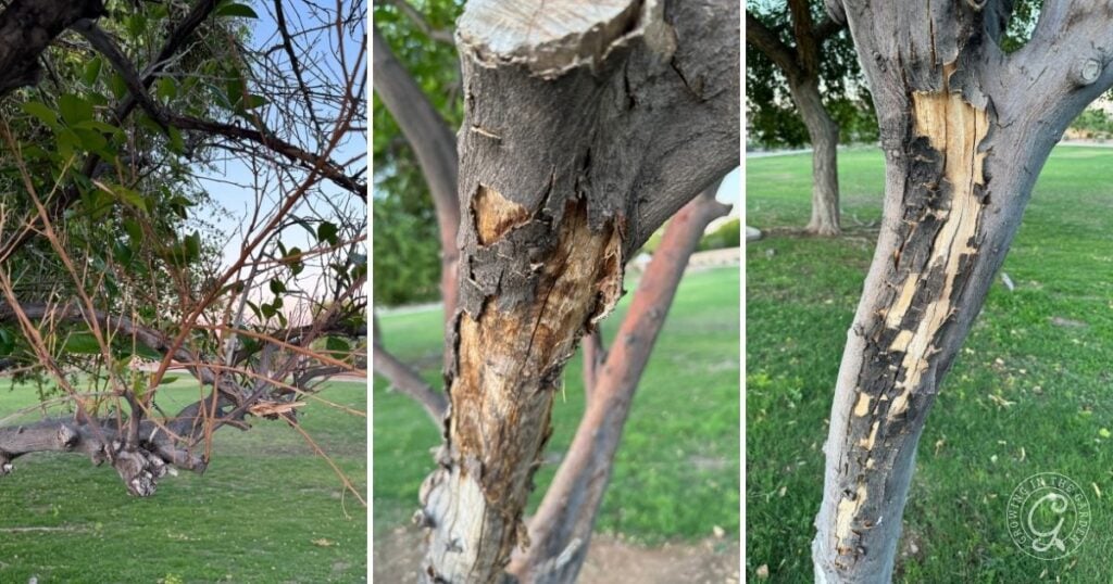Three images show hands holding compost, a wheelbarrow with shredded bark mulch and a scoop, and a pile of wood chips, all used as garden mulches.
