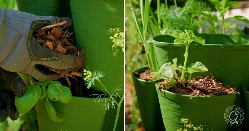 Mulch GreenStalks during the summer in hot climates