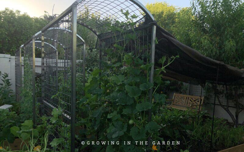 Here are some pictures I took from my previous gardens or other gardens that have added shade. You may get some ideas or inspiration to implement in your own garden.