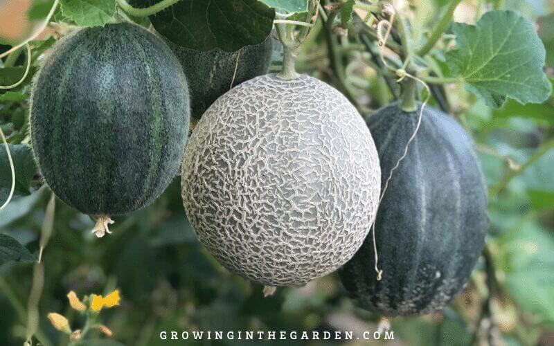 Hearts of Gold Cantaloupe