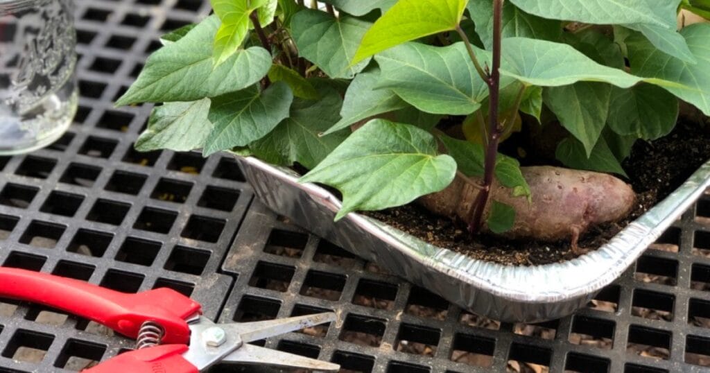 A Fast and Easy Way to Make Sweet Potato Slips
