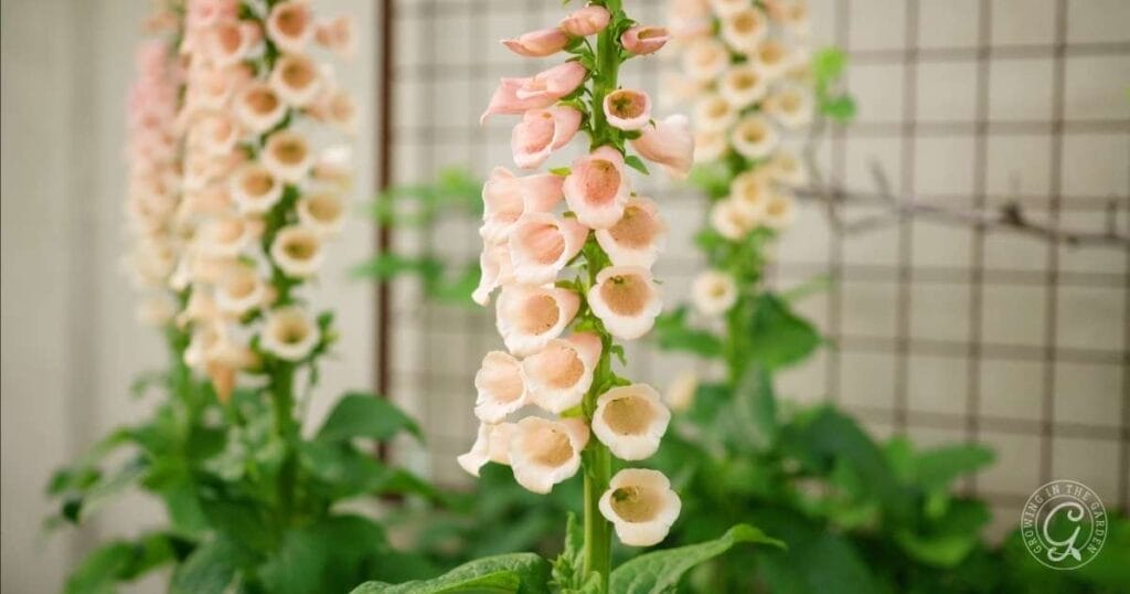 A Guide to Growing Foxglove in Hot Climates