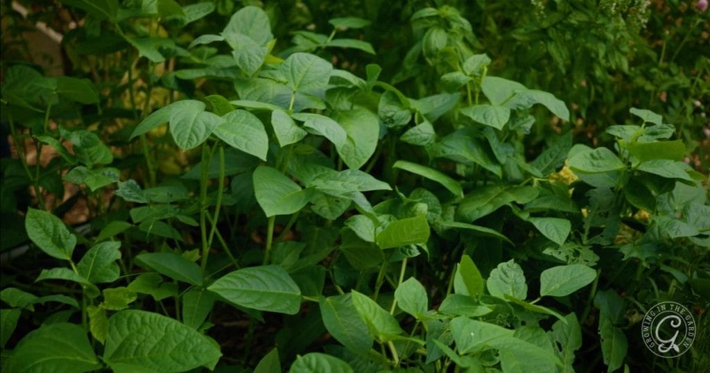 Add cover crops during the summer