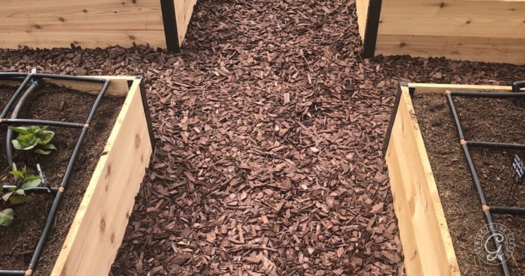 Wood mulch path between raised wooden garden beds, some with soil and seedlings, seen from above—an effective setup for those learning how to kill Bermuda Grass and maintain tidy, weed-free planting areas.