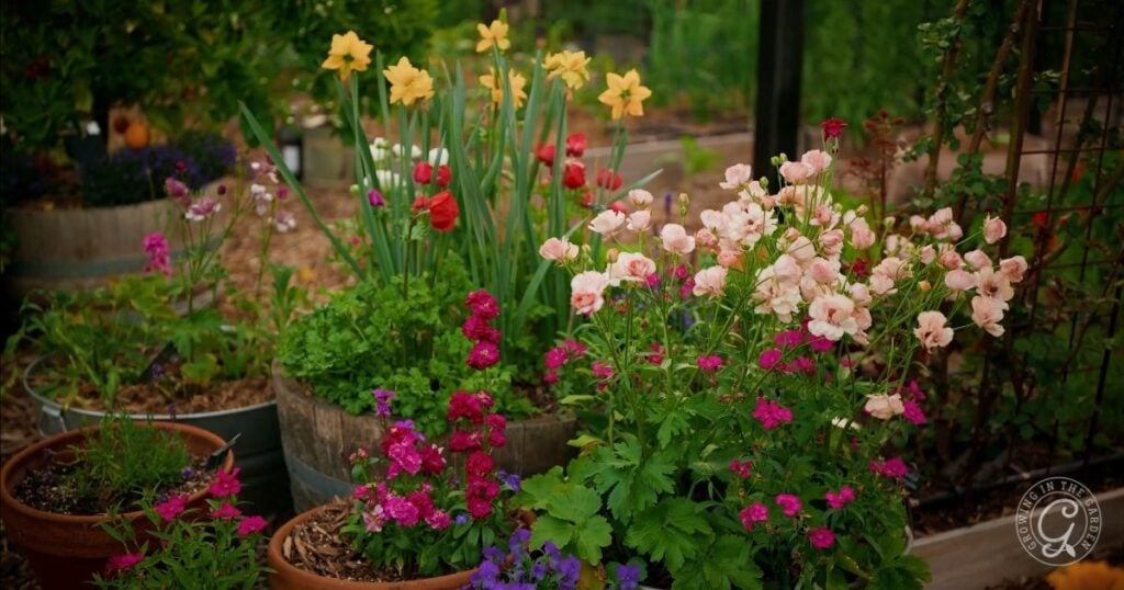 Colorful flowers bloom in pots and barrels, following the Arizona Annual Flowers Planting Guide, creating a vibrant garden with lush green foliage in the background.