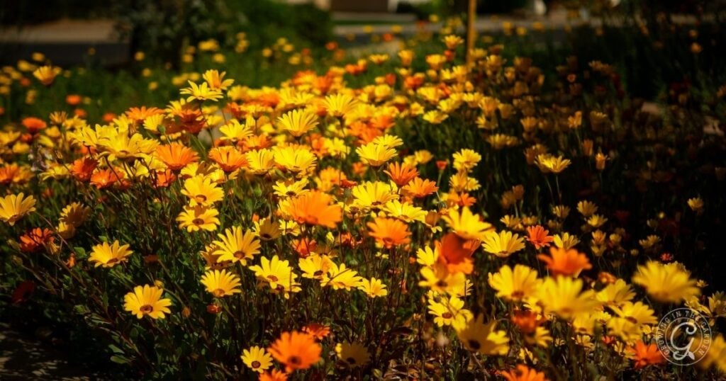 A field of vibrant yellow and orange daisies blooming in sunlight, as featured in the Arizona Annual Flowers Planting Guide.