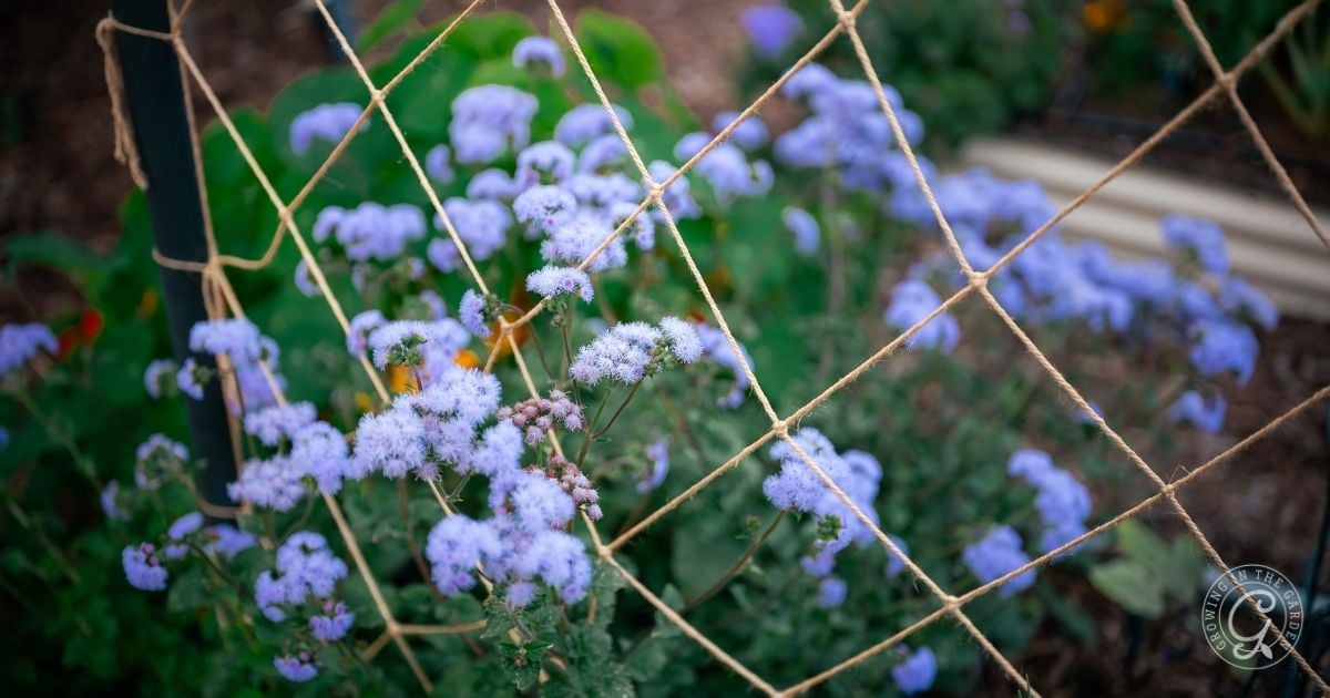 Light purple flowers grow behind a twine trellis in a garden with green foliage, offering inspiration for your Arizona Annual Flowers Planting Guide.