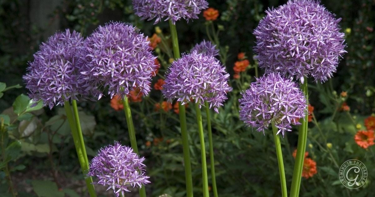 Tall stems topped with round clusters of purple allium flowers, with orange blooms and greenery in the background, make a colorful display inspired by the Arizona Annual Flowers Planting Guide.