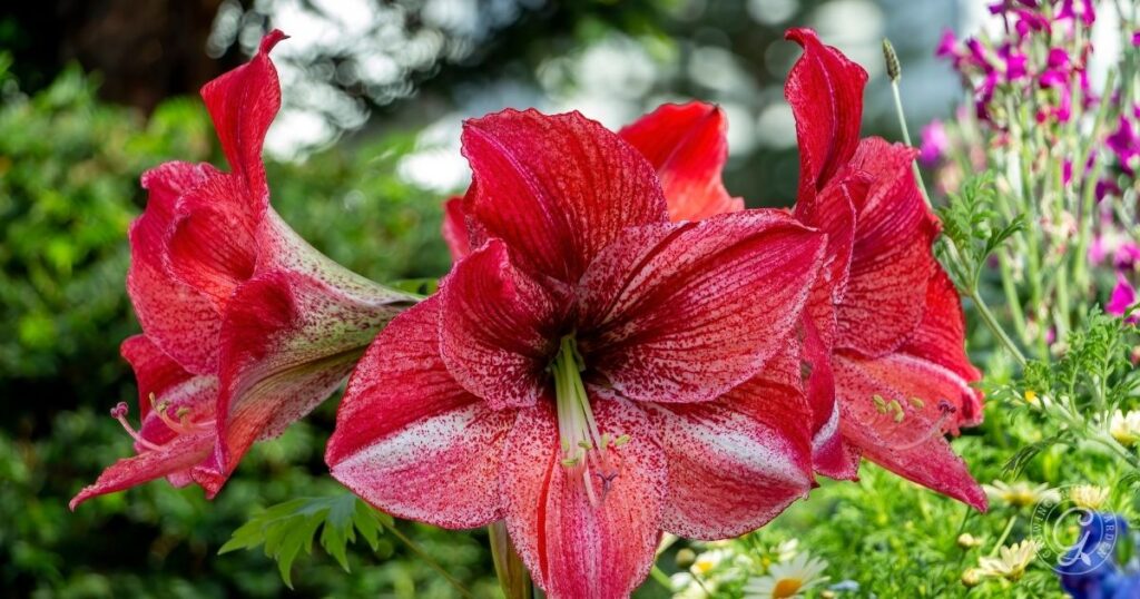 Large red and white amaryllis flowers in full bloom, surrounded by green foliage and other plants, create a striking display inspired by tips from the Arizona Annual Flowers Planting Guide.