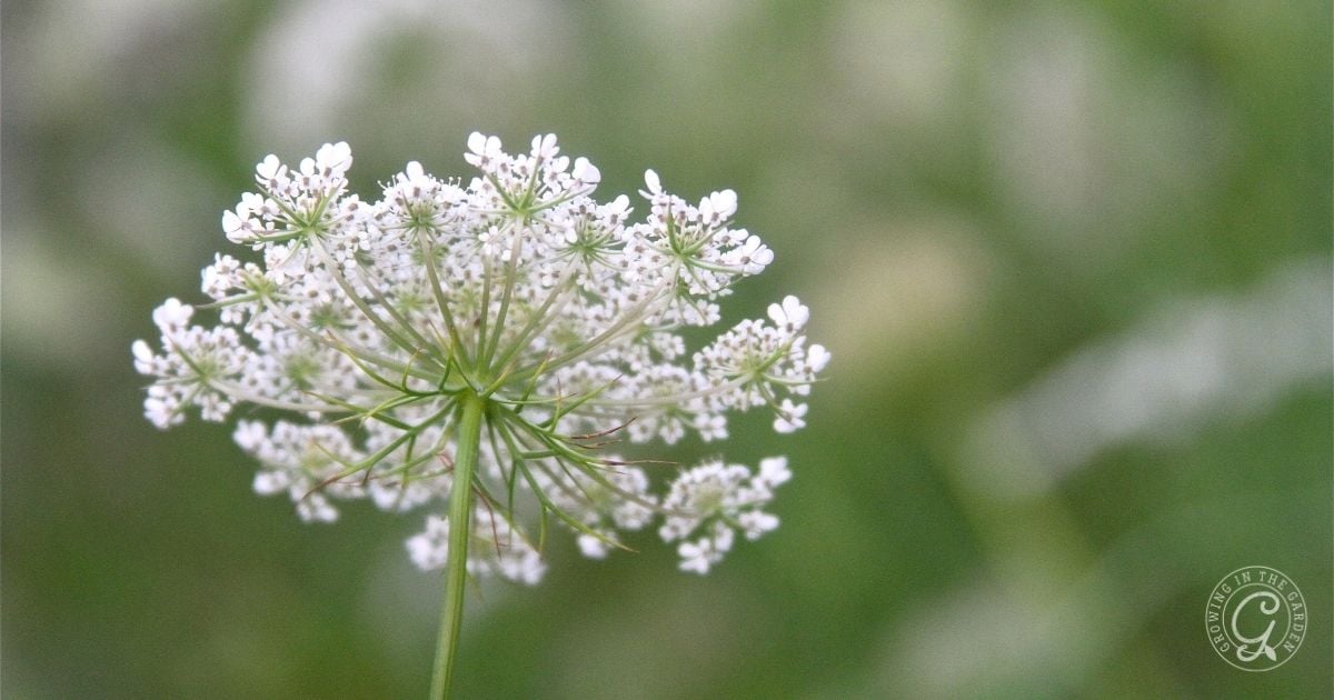 Close-up of a white Queen Anne’s lace flower blooming against a blurred green background, perfect for those following the Arizona Annual Flowers Planting Guide.
