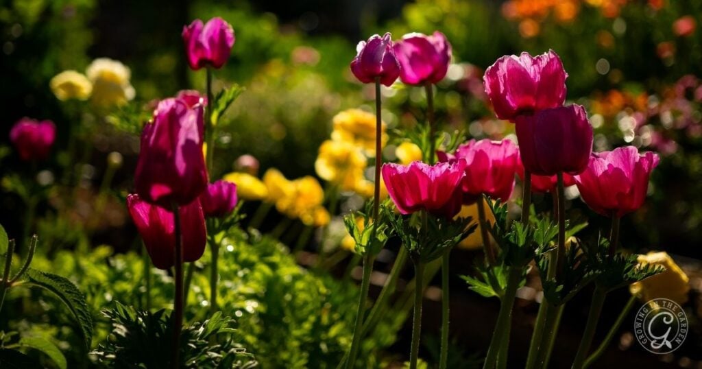 Bright pink and yellow flowers bloom in a sunlit garden, their vibrant hues inspired by the Arizona Annual Flowers Planting Guide, complemented by lush green foliage in the background.