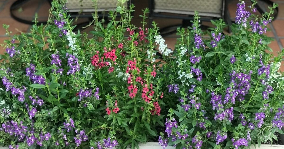 A planter box with blooming purple, pink, and white angelonia flowers—perfect for those seeking flowers that love hot summers—set in front of patio chairs.