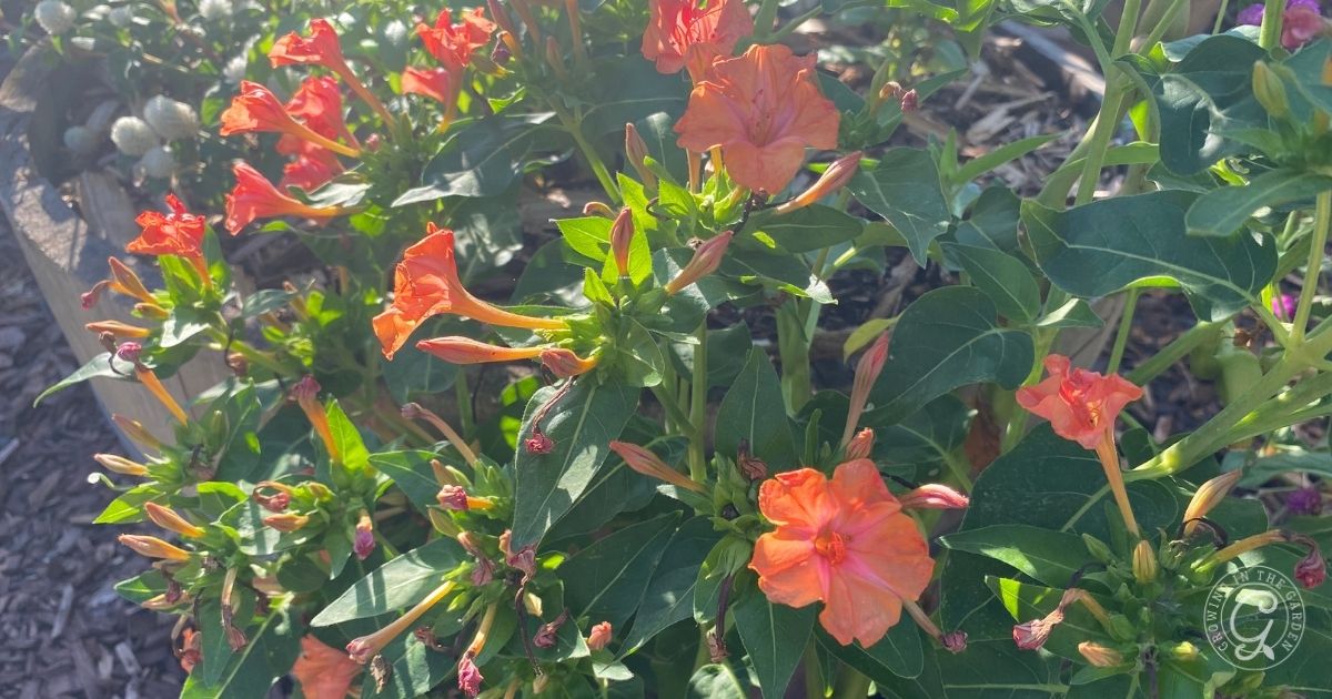 Orange flowers and green leaves thrive in a garden bed under sunlight, surrounded by other plants and mulch—perfect examples of flowers that love hot summers.