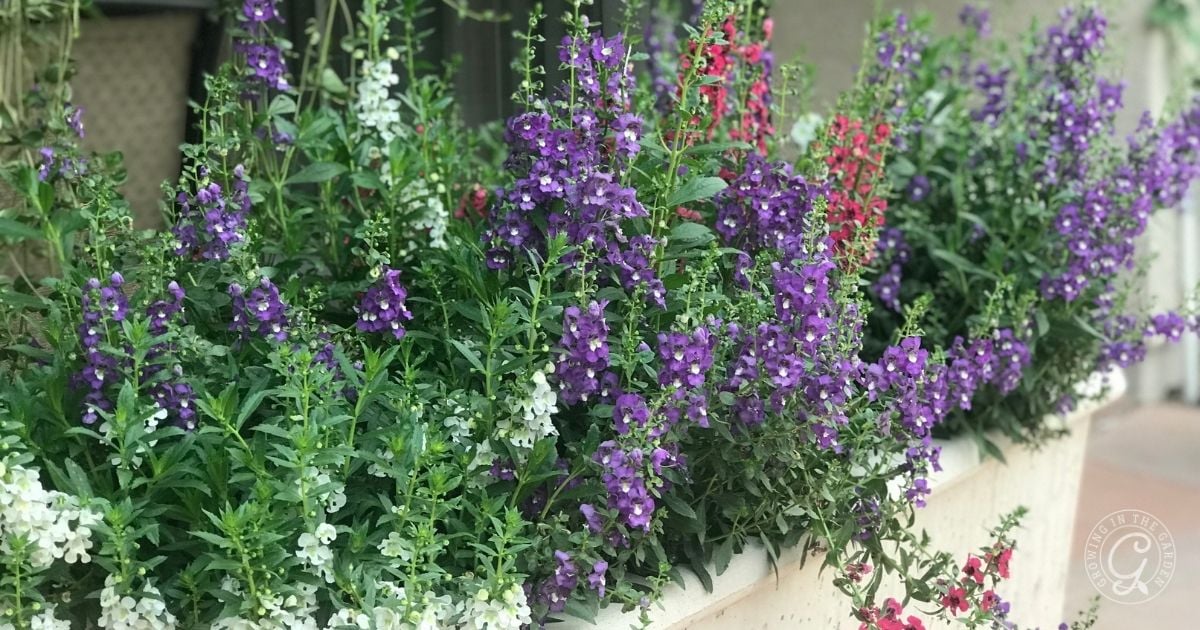 Purple, red, and white flowering plants are arranged in a rectangular outdoor planter box, showcasing a beautiful selection inspired by the Arizona Annual Flowers Planting Guide.