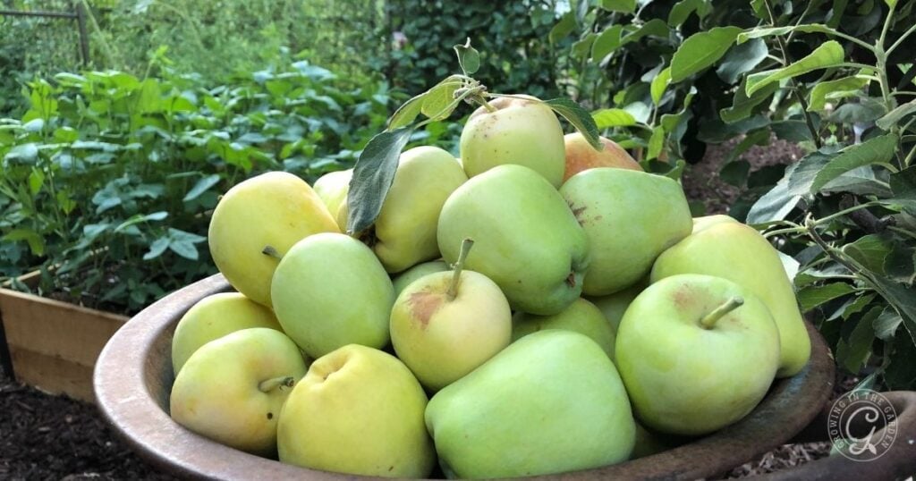 A bowl filled with fresh green apples sits outdoors in a lush garden, inspired by tips from the Arizona Fruit Planting Guide.