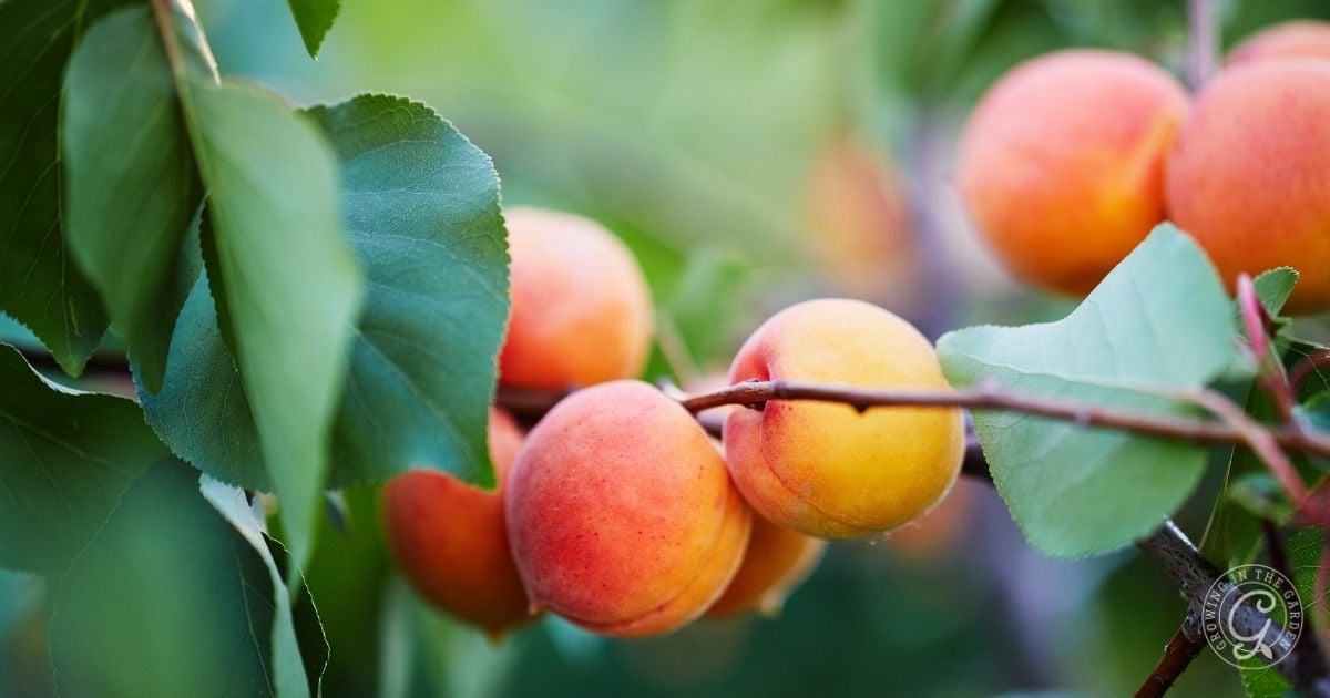 Ripe apricots hanging on a tree branch with green leaves in soft natural light, as suggested in the Arizona Fruit Planting Guide.